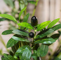 High quality real touch olive plants with fruits
